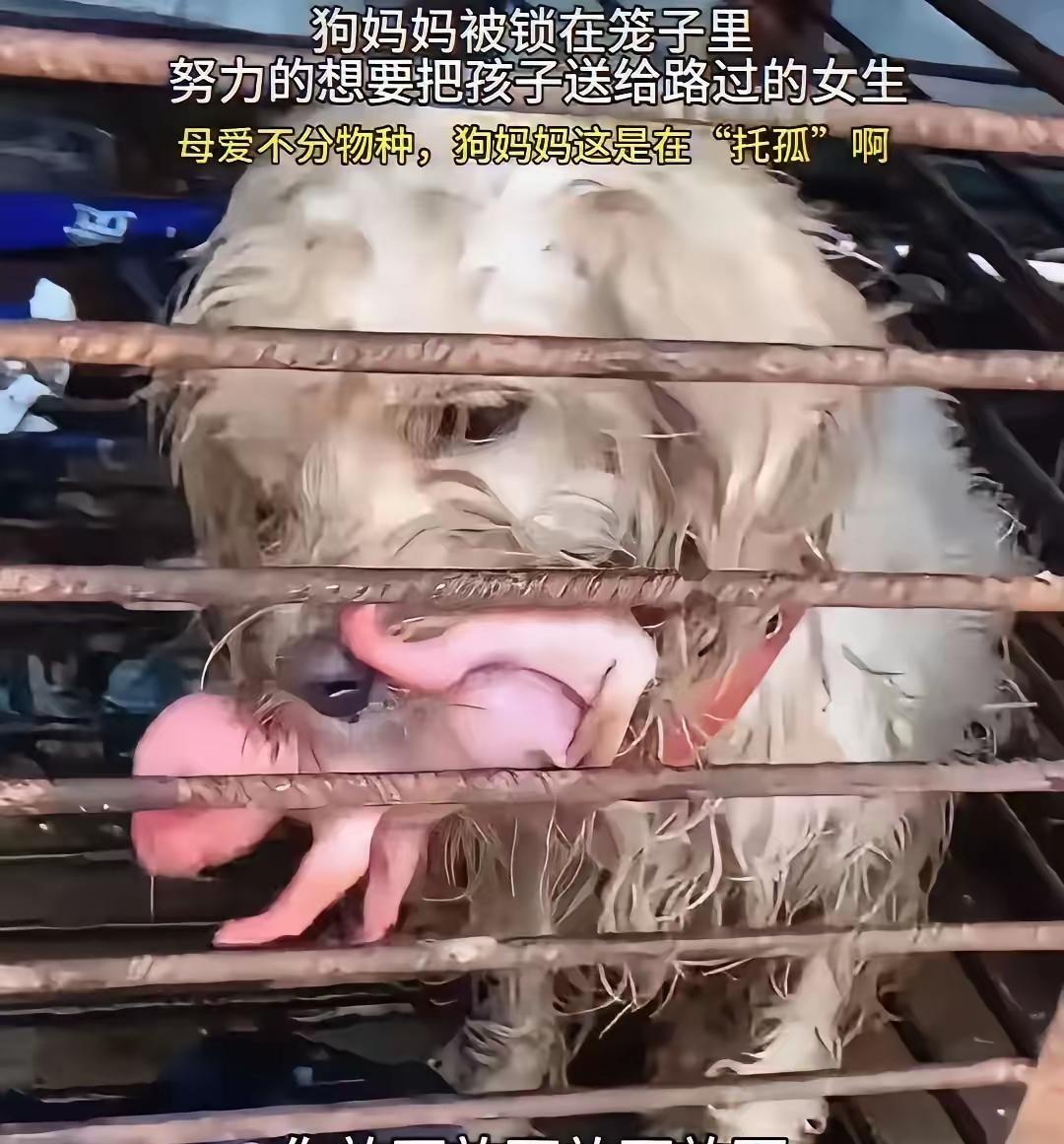 狗肉店门口那只母狗把刚出生的崽一只只叼到人行道，自己瘦得肋骨分明，还拼命朝路人点