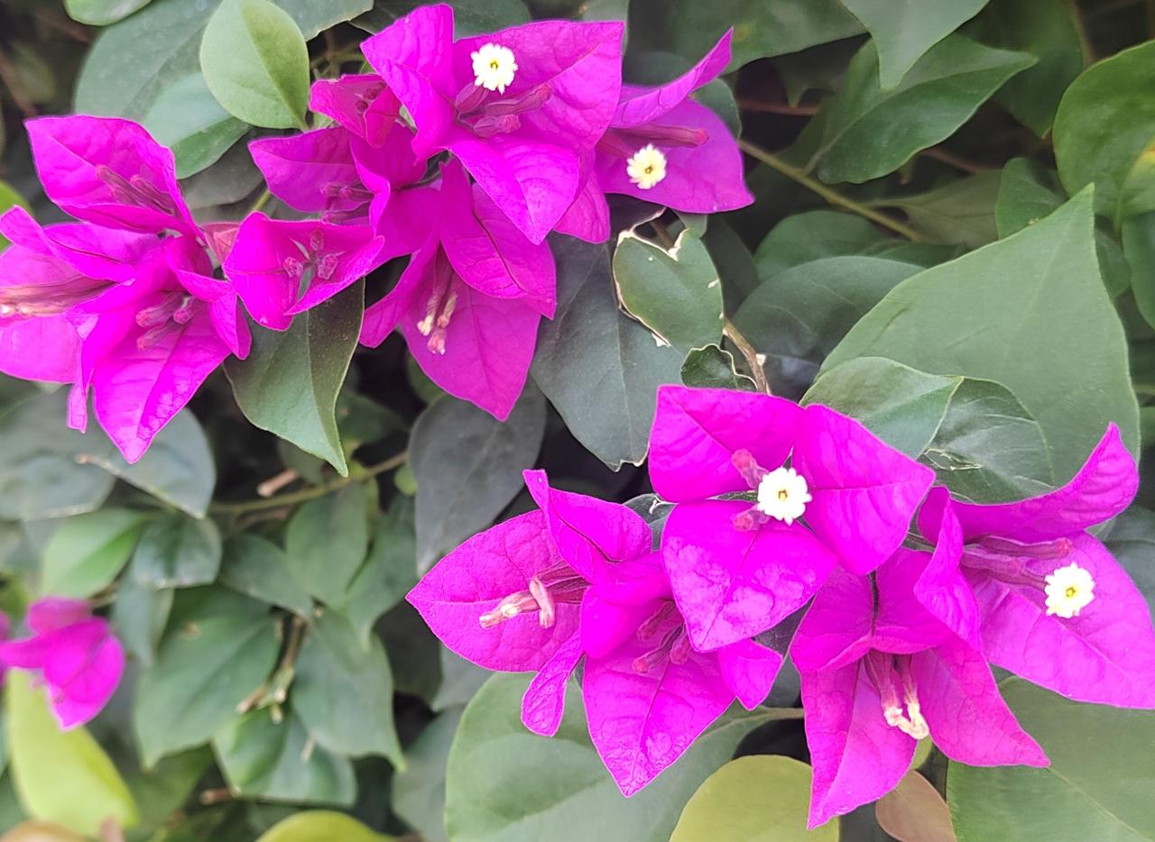 几株不知名的小草，顶着冰壳，举起米粒般的花苞——浅黄，怯生，却亮得像黑夜里的灯芯