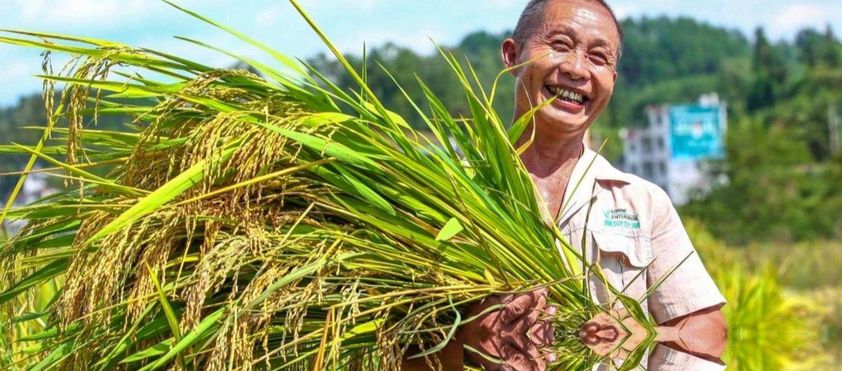 外面都在喊国际粮价猛涨，结果咱们老乡地头的稻谷收购价反而掉下来了。到底赶紧卖还是