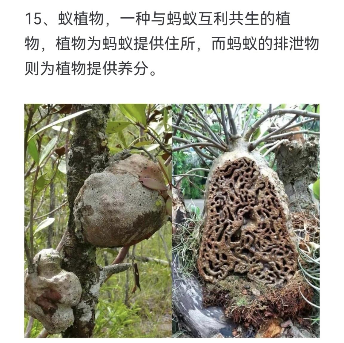 蚁植物 一种与蚂蚁互利共生的植物 植物为蚂蚁提供住所 而蚂蚁的排泄物则...