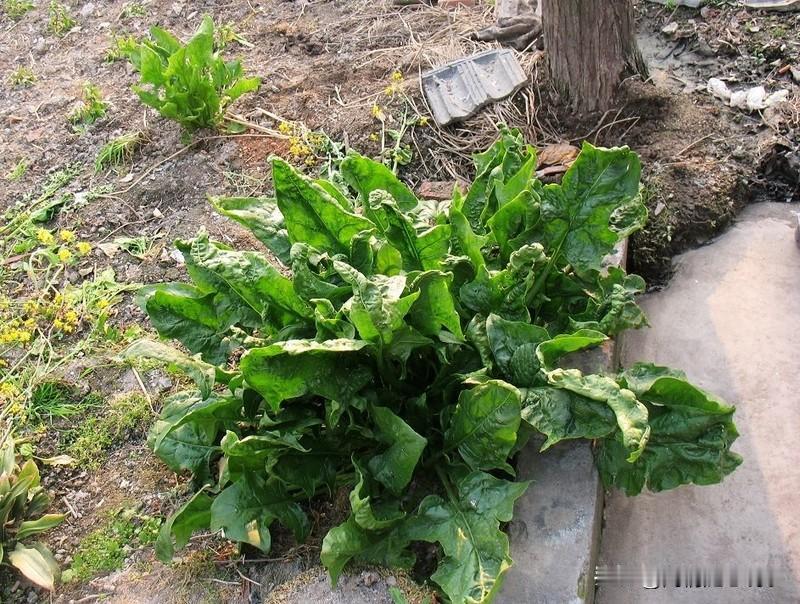 谁说这菜叶子不好的，这菜叶子可太好了！感谢菜叶子让咱们普通创作者，也体验到苗