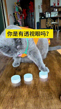 我反反复复看了好几遍这个视频，真是给我稀罕坏了。主人摆了三个瓶盖玩猜物游戏，就其