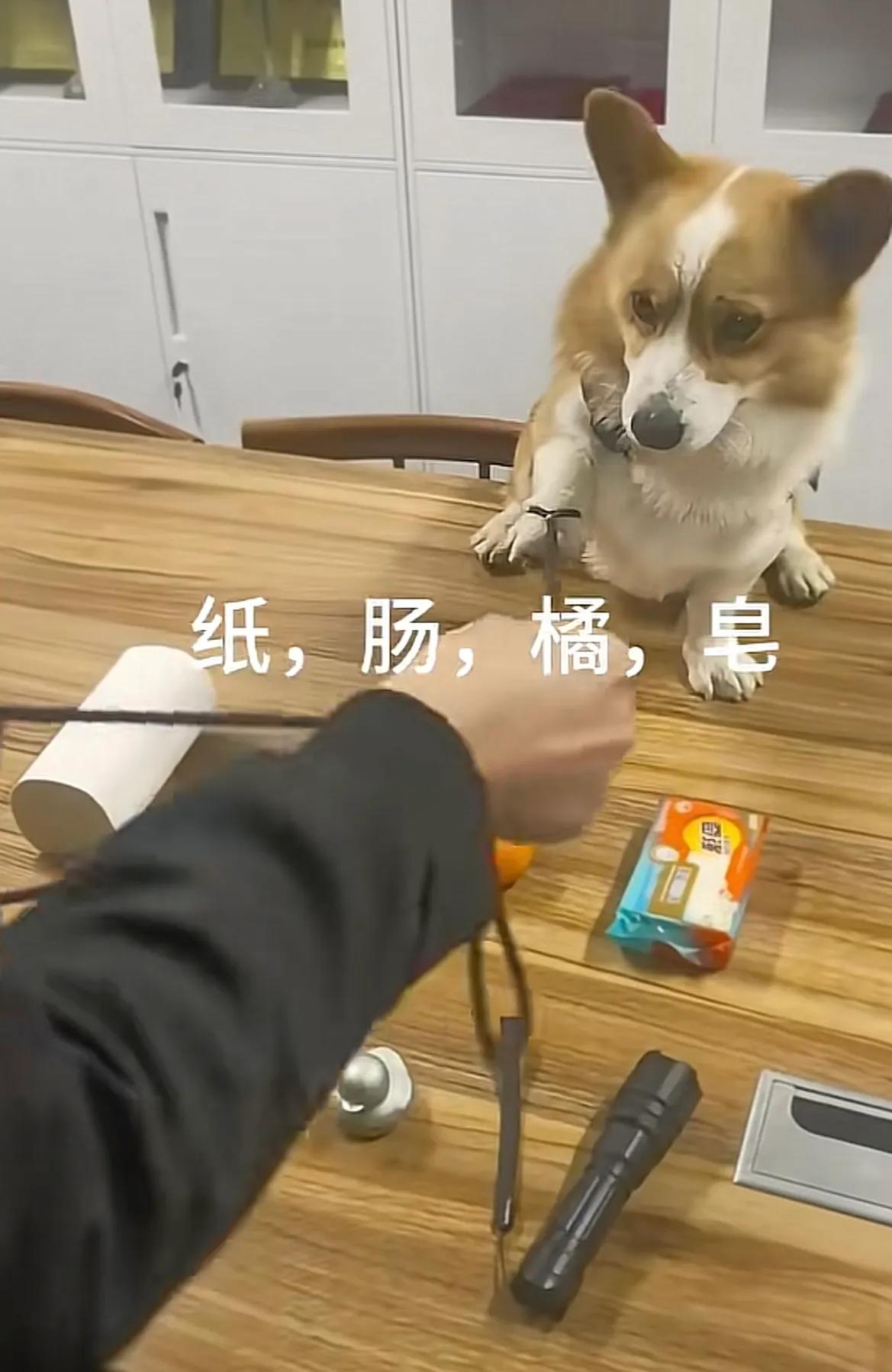 萝卜纸巾的考试，终于还是落到了福仔头上，不过，对于福仔的要求更严了，考试也上难度