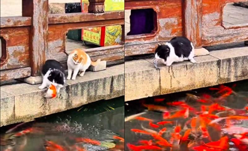 格局打开了！江苏，女子去园博园游玩，意外发现两只小野猫把景区内的景观池当成“自助