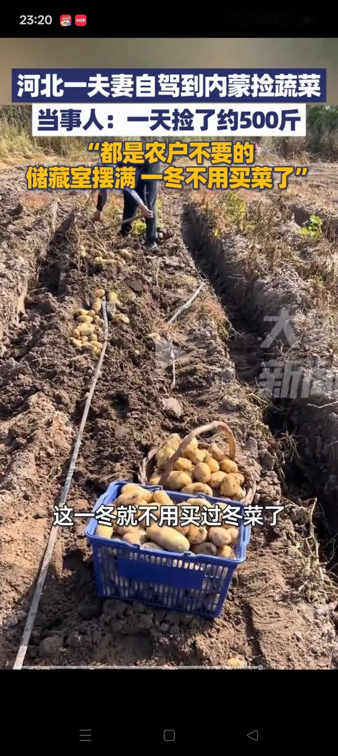 这菜就非捡不可吗？”，河北一夫妻听说内蒙古有很多农户不要的菜，可以随便捡，于是自