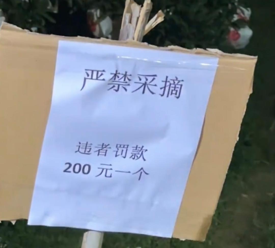 果然我最担心的事情还是发生了！最近四川火爆的偷甘蔗事件，大家都以为9.9一根的