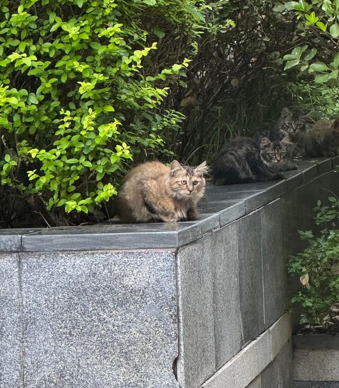 小区里有很多流浪猫，我每天定点投喂。昨天放完粮，一只橘花的蹲墙头上冲我叫，两只狸