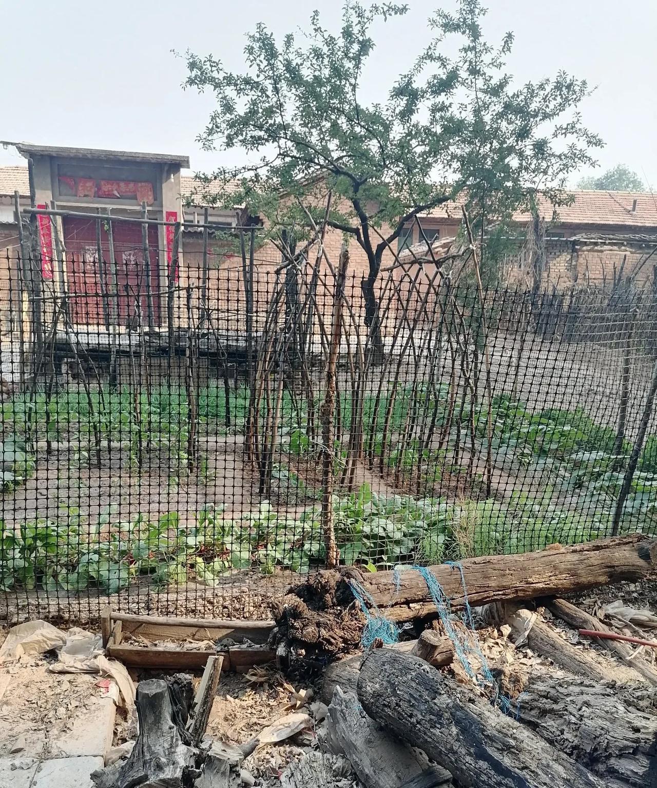 家有小菜园，就应这么栽。东西西葫芦，南北绿叶菜。通风又对称，看着挺顺眼