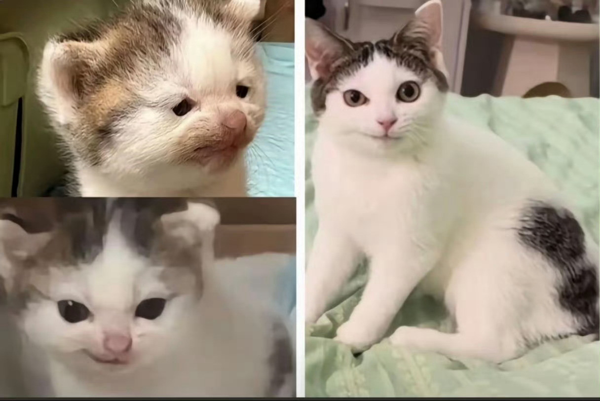 猫咪长大了😼