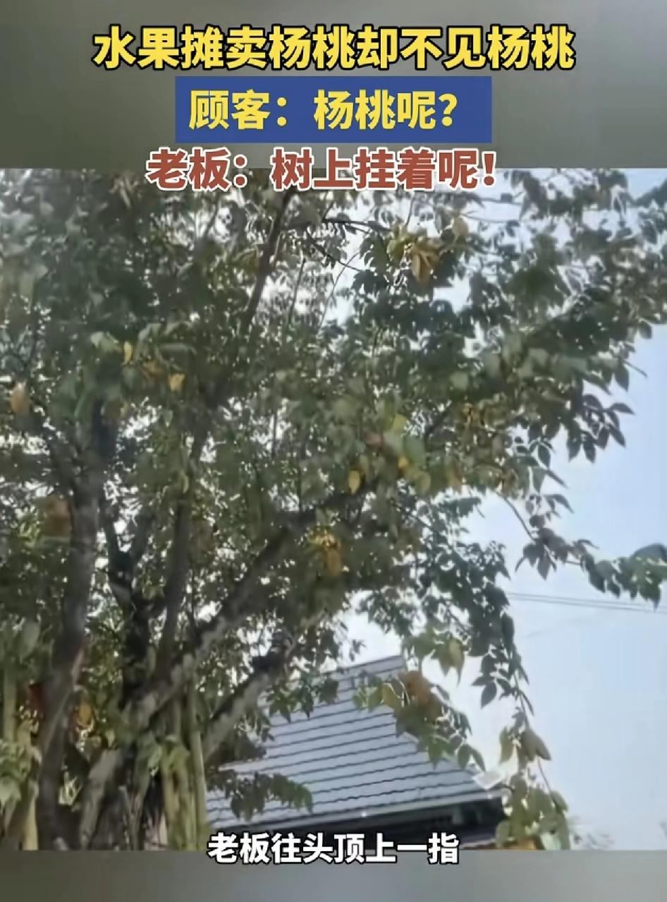 云南一网友发视频称在路边摊看到老板挂着牌子，写着杨桃一元两个，但是找了整个摊子也