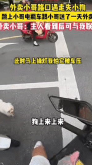 “这就是缘分！”广东韶关，一小伙送外卖途中，遇到了只走失小狗，小伙担心狗被车压，