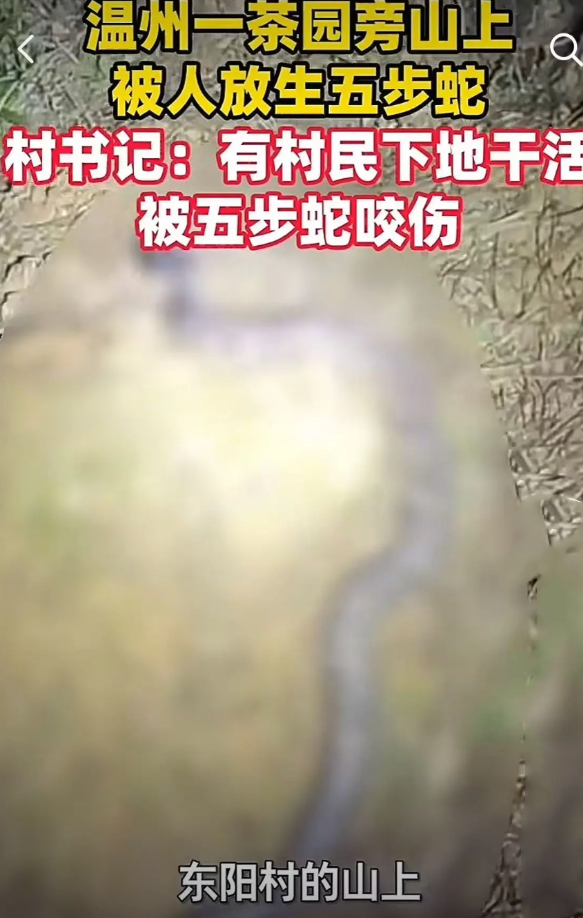 到底是放生还是杀生！温州苍南县灵溪镇一茶园，村民正在干活，突然脚下传来刺骨地疼痛