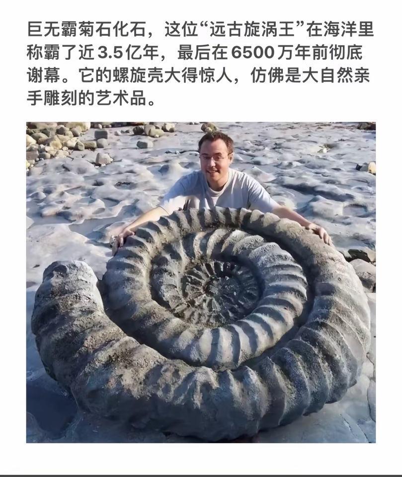 探秘远古巨无霸菊石化石，大自然的艺术品！