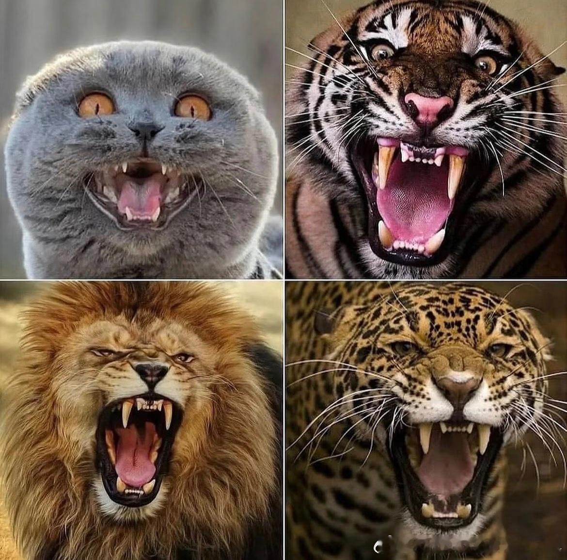 再大也是猫​​​
