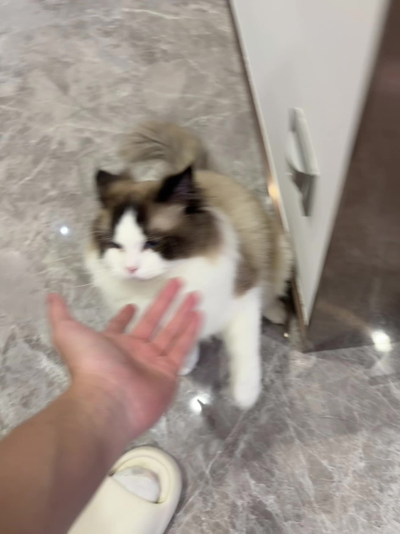 我养了两只小猫 谁更可爱一点