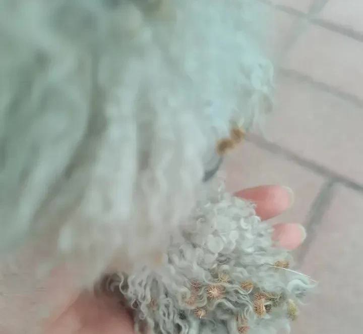 河南，一名女子在遛狗的时候，遛累了，就把绳子解开了，然后坐着休息，让狗自己跑着玩