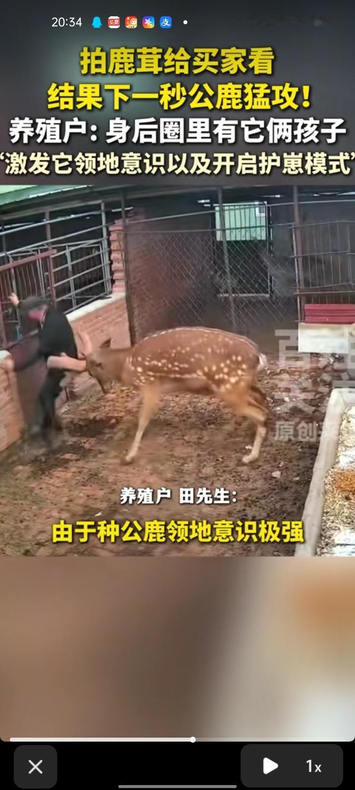 5月27日，吉林长春。男子拍鹿茸给商家看，鹿茸长得比较好，产量高，没想到下一秒被