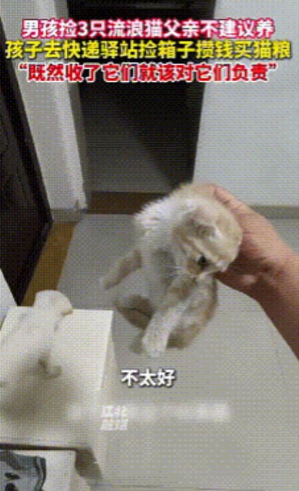 河南，男孩捡3只小猫回家，父亲说不养，男孩说既然捡回来就要对他们负责，你不养我自