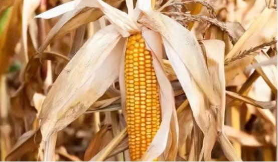 为什么玉米被认为是“外星植物”？大部分人都不知道，全球玉米年产12亿吨，但地球上