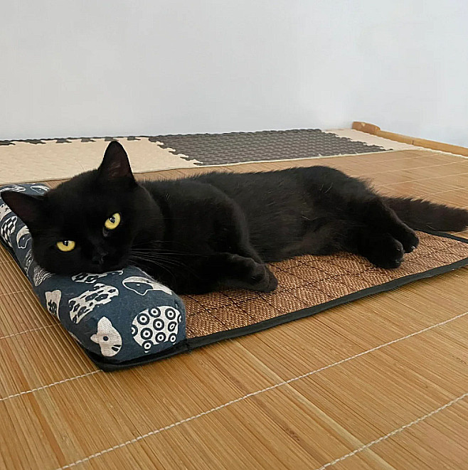 这床，三分之二的时间，是它在睡。哦，应该说，三分之三都是它在睡，24小时，随时，