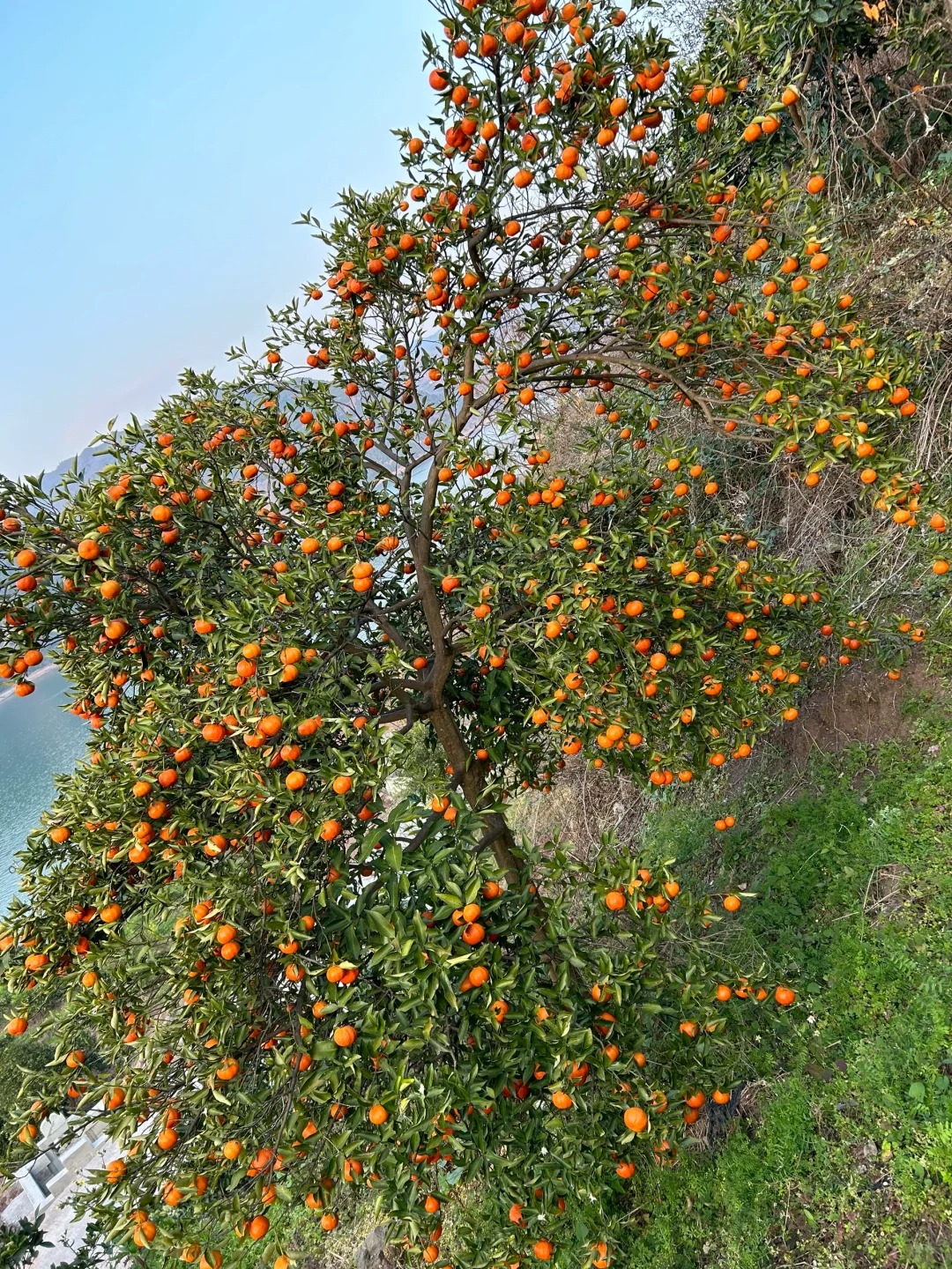 这🍊树应该是来报恩的吧