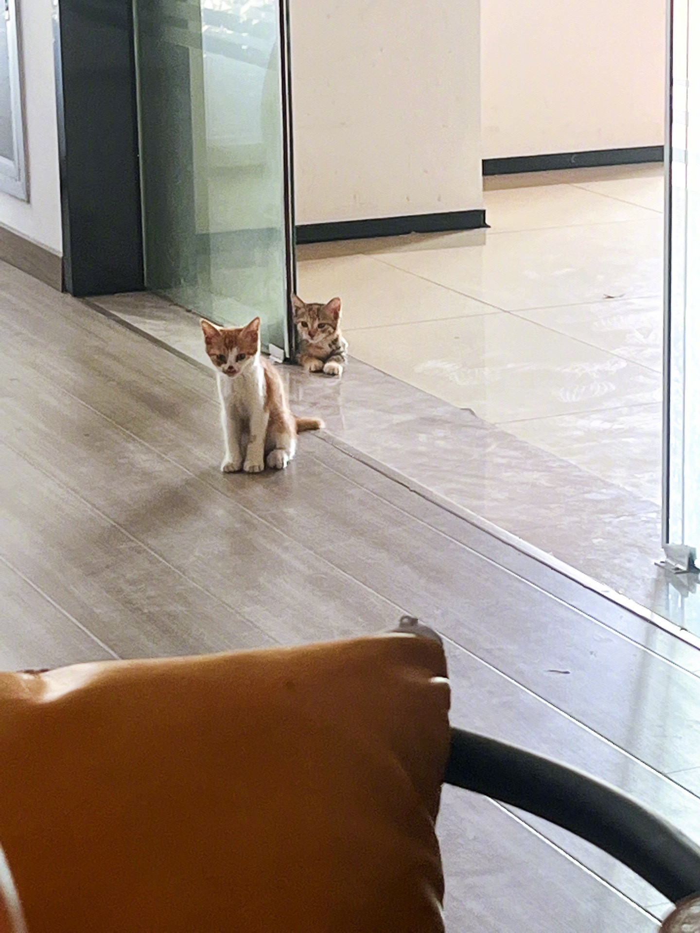 小小流浪猫来蹭空调了，这门要不要关