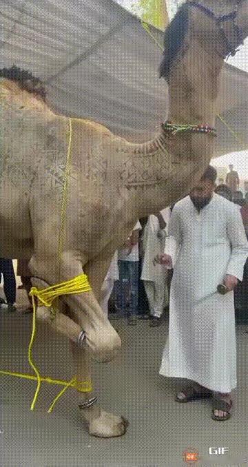 可怜的骆驼奉献了一生，到头来却落得个这样的下场[哭哭][哭哭][泣不成