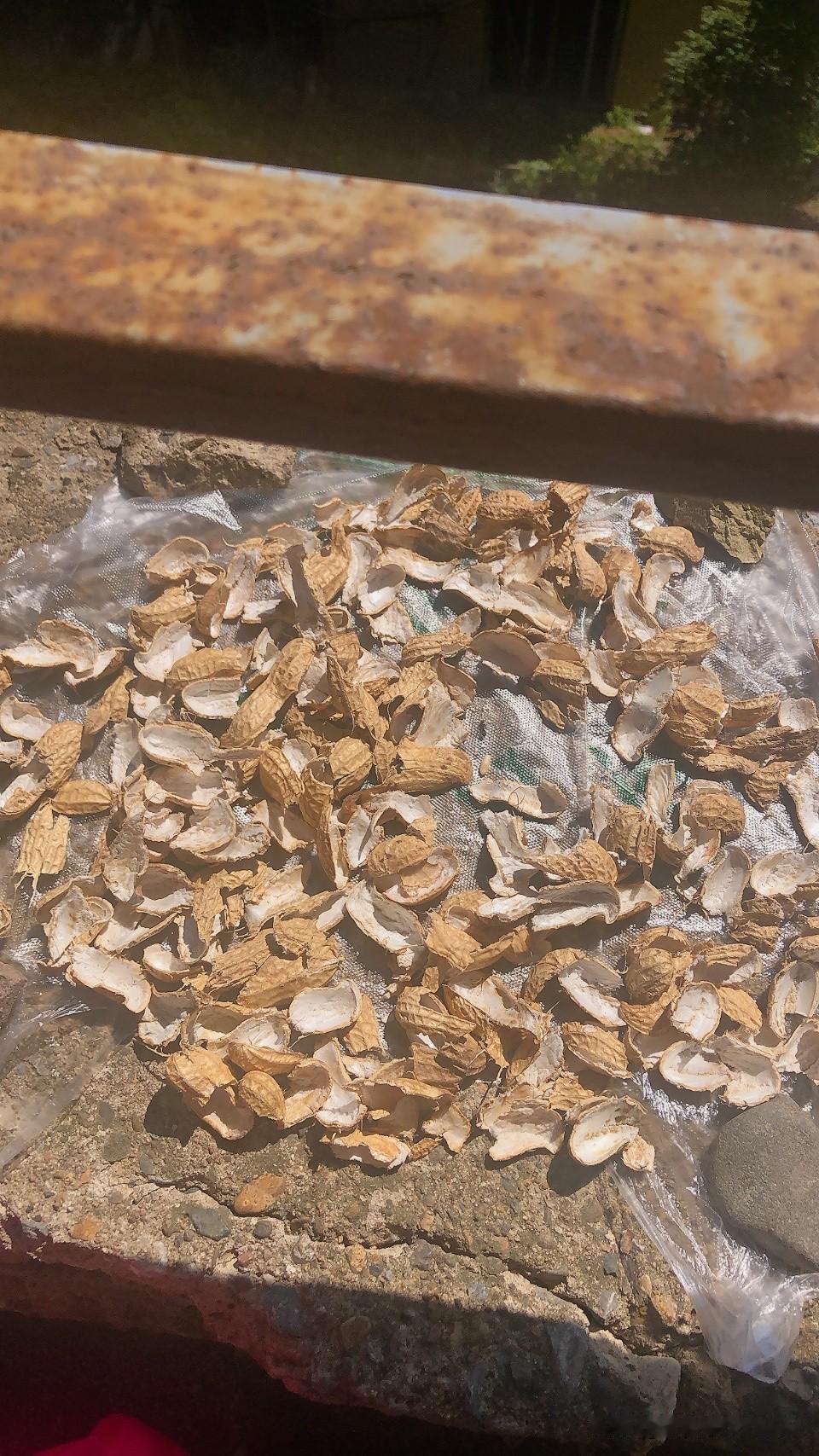 问问大家，这花生皮晒干了能干啥？昨天去早市，看到路边的墙台上不知道谁晾晒的花