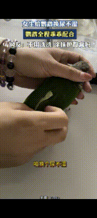 是我孤陋寡闻了，现在鸟儿都穿尿不湿女生给鹦鹉换尿不湿鹦鹉全程乖乖配合这鹦