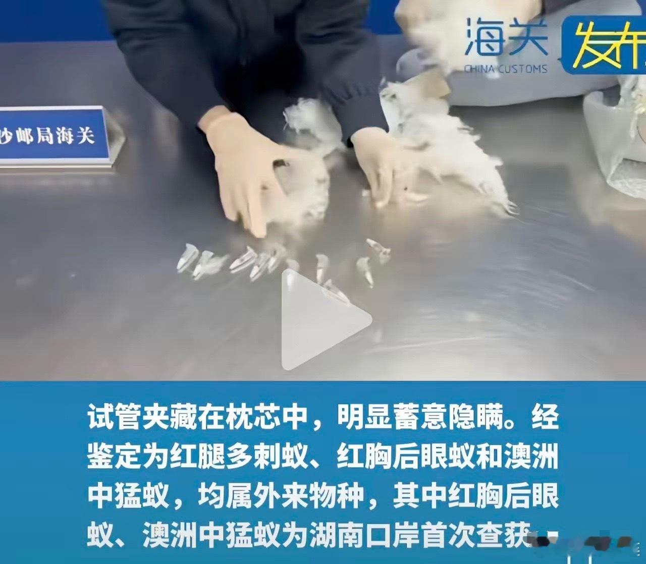 细思极恐！4月13日，长沙邮局海关检查一件申报为“枕头”的进境邮件，在X光机下显