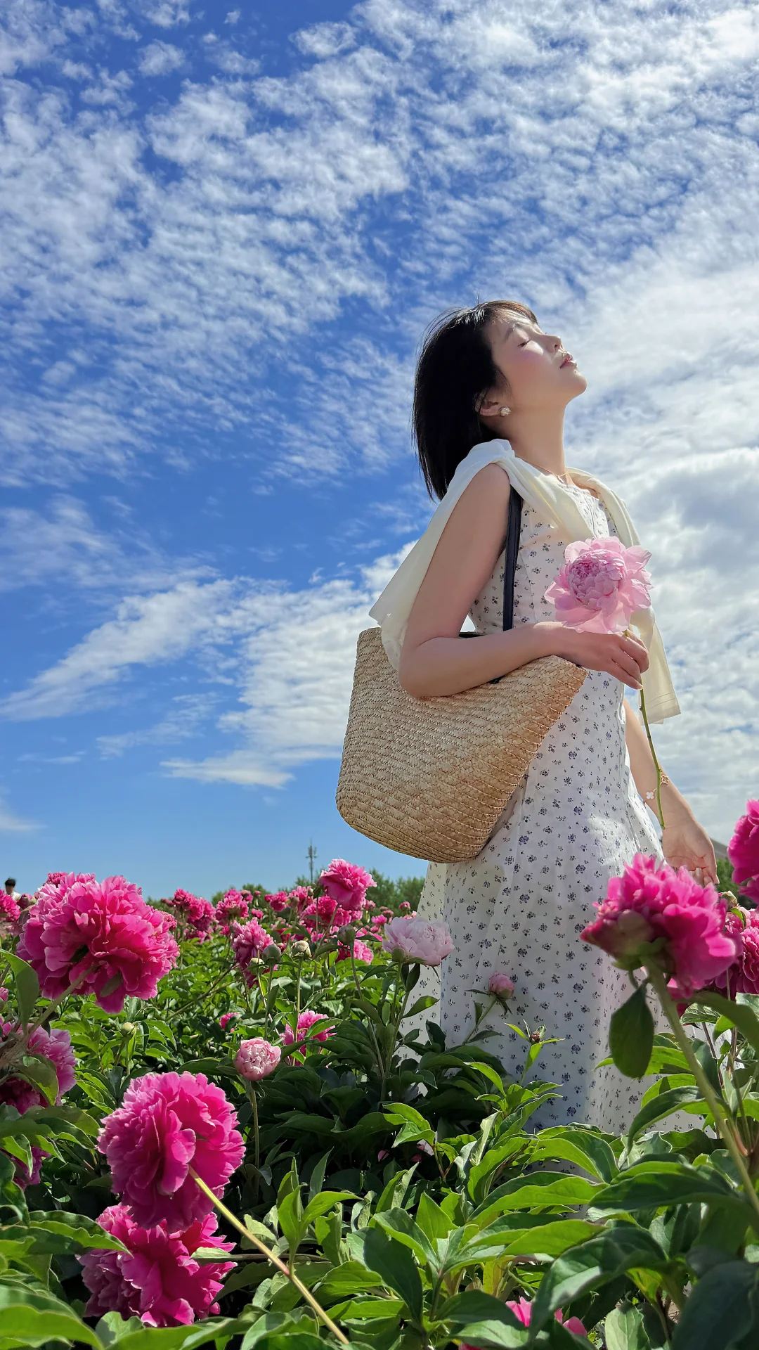 芍药承春宠 何曾羡牡丹