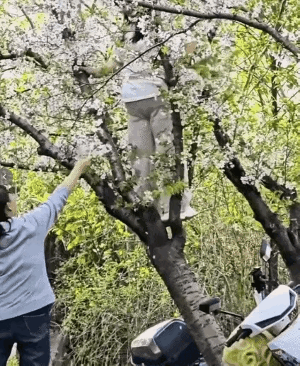 上海一公园内女子爬树拍照，20年树龄樱花树被连根压倒！经多部门联合查找约谈，当事