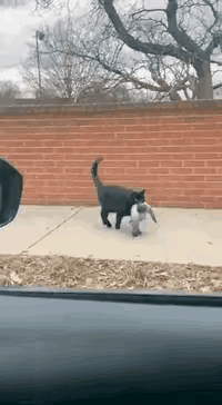 汽车按了下喇叭，到嘴的鸽子飞了这下把猫咪气坏了[笑着哭][笑着哭][笑着哭]汽车