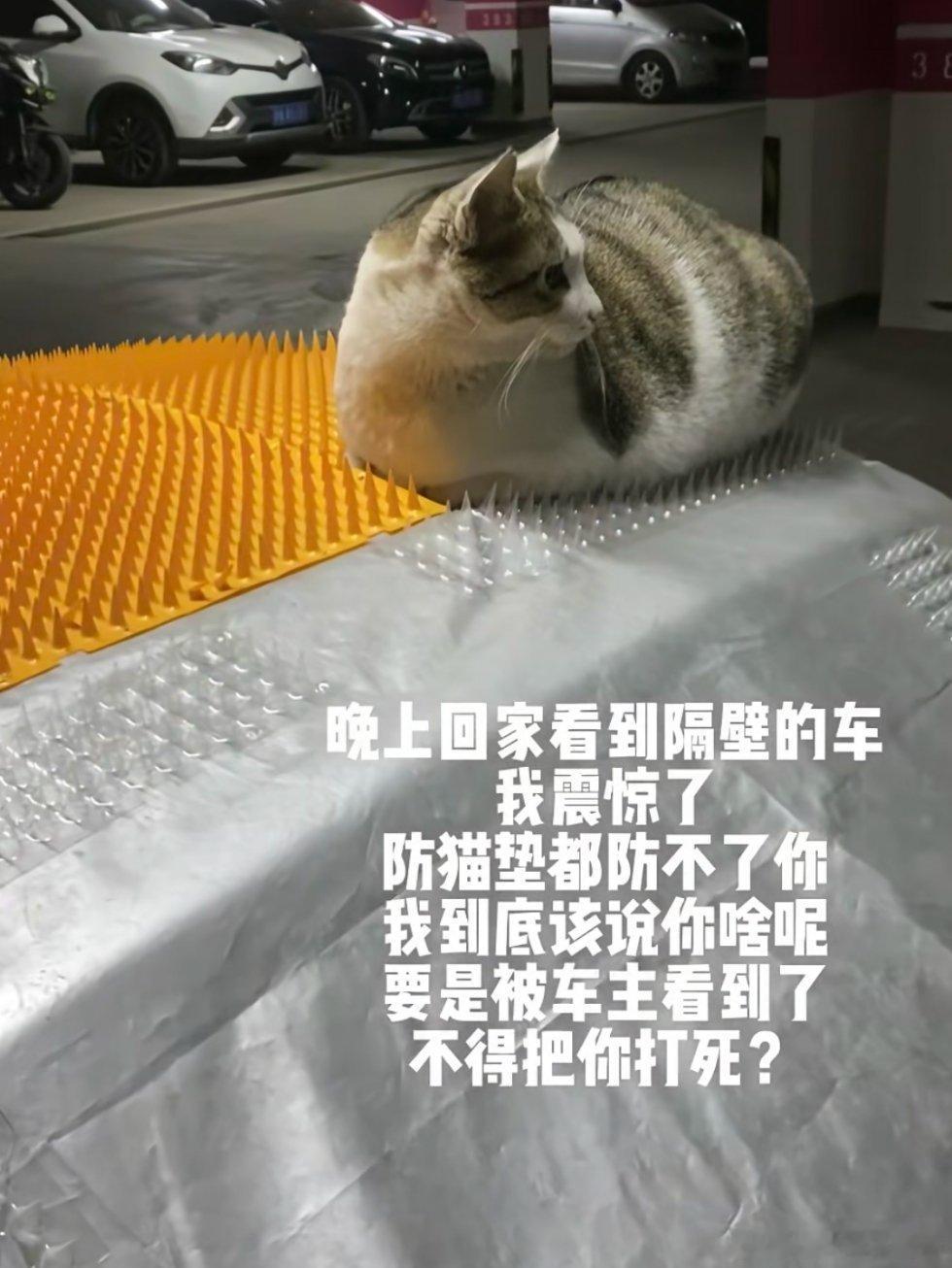 咪:这不按摩垫吗我高低得试一下生活笑料撞满怀我的幽默灵感片场