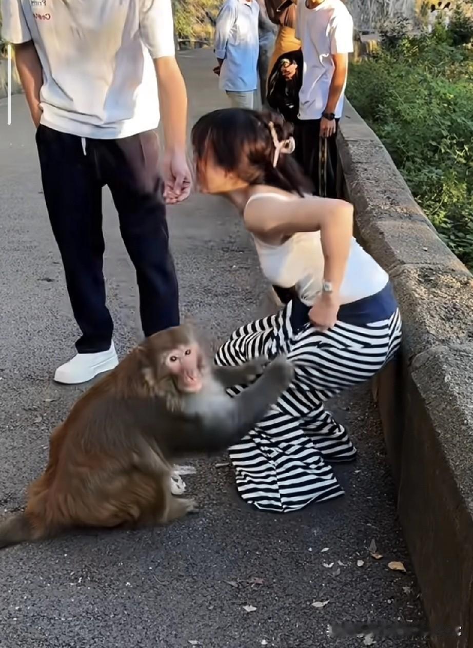 景区猴子当众扒女生裤子，围观者只拍不帮引热议景区偶遇离谱一幕！一只猴子蹲在