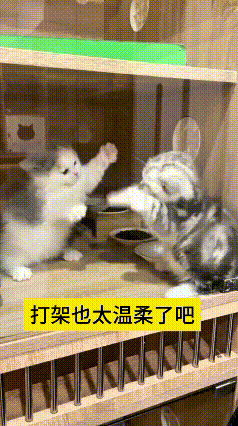 这个视频我反反复复看了好几遍，两只小奶猫待在笼子里面，站起来伸出小爪子互相扒拉、