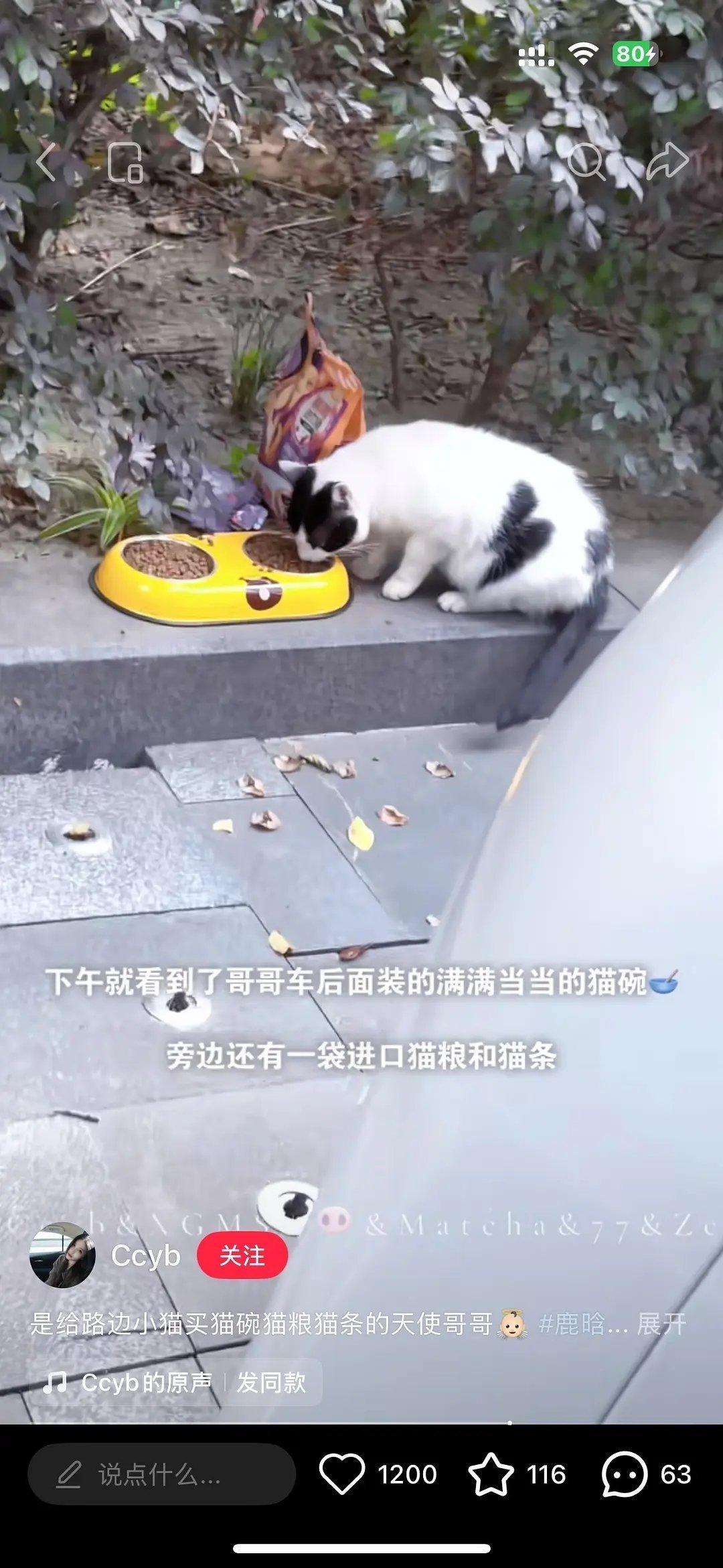 刷到鹿晗给遇到的流浪猫买了猫碗和粮，他好喜欢猫猫啊！好人！