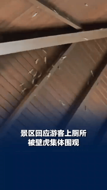 海南，一女子在景区上厕所时，突然看见几只壁虎，起初她没当回事，结果无意间抬头，发