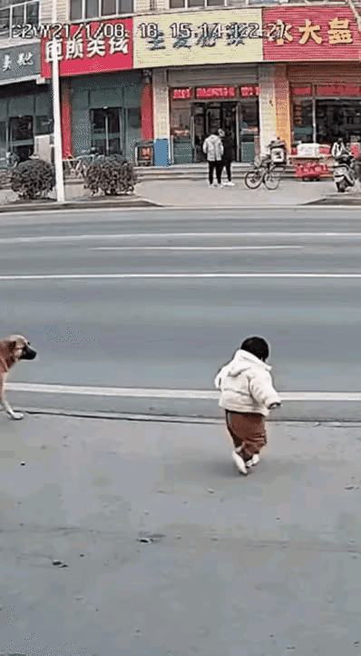 好感动！这只大黄狗才是最靠谱的守护神！要是没有它奋不顾身冲上去挡在小主人面前，那