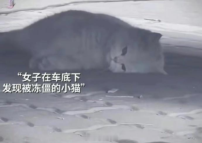 春生冬死雪花雪花你慢些下，流浪的小猫还没有找到家