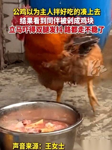 院子里，一个食盆“哐当”一声放在地上。大公鸡听见了，是开饭的动静。它迈开腿，屁