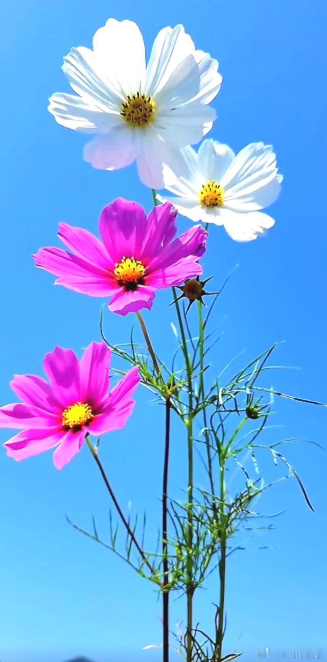 格桑漫绽晴空下，花开遍野赴清风～寻美河南