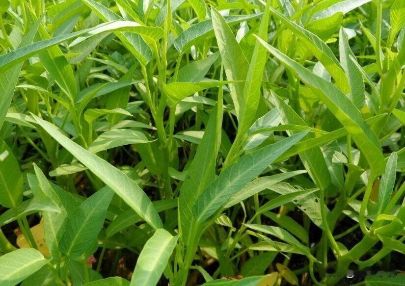聪明人种菜从不翻地！这3种蔬菜越种土越肥，省时又高产老一辈总说“种菜先翻地