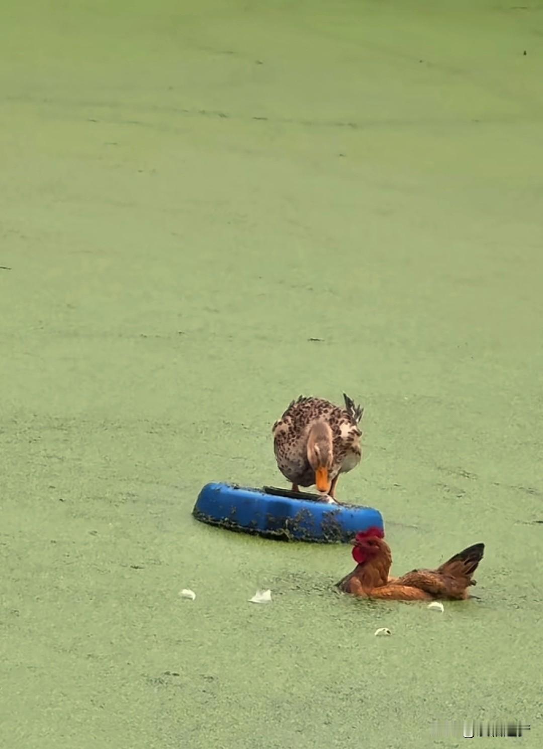 “长见识了！”四川，一男子在水塘边散步，突然偶遇不可思议的一幕，自家母鸡竟然下水