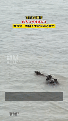 8月24日，南京一男子准备用无人机拍长江，结果，无人机刚飞上去，就发现江面有团黑