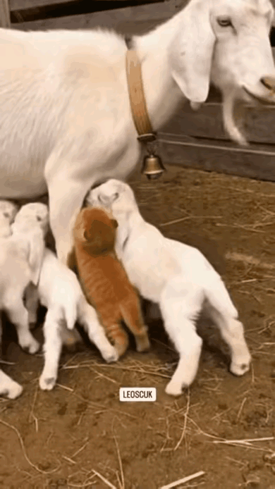 几只小羊正挤在羊妈妈的身边吃奶，小猫崽羡慕的不得了，也挤上去想尝一口。就在小猫崽