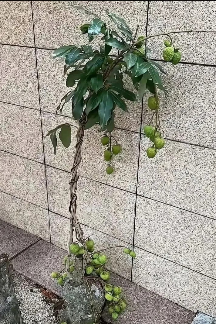荔枝这水果，该令人刮目相看的。