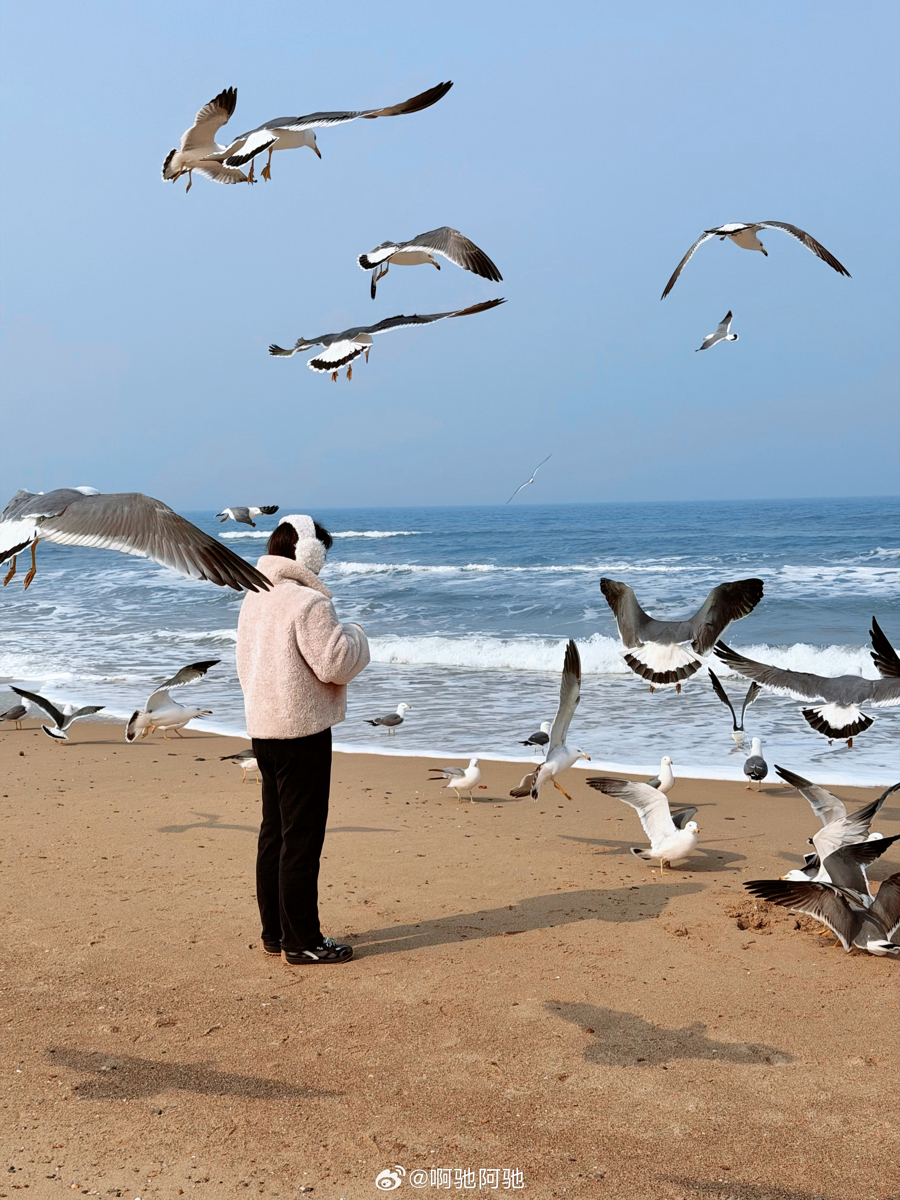 威海自驾去看沉船和天鹅的路上🚗路过那香海喂了会海鸥，然后发现威海的海鸥比青岛凶