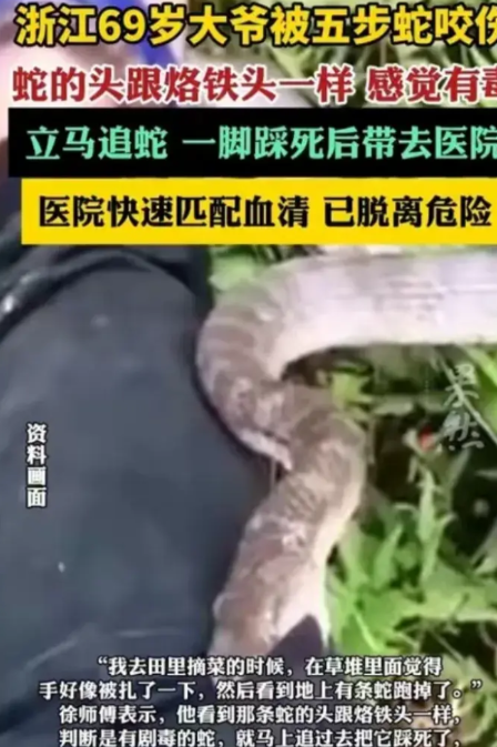 浙江的这位69岁的大爷太厉害了，他在自家菜园里摘菜的时候，不小心被一条蛇给咬了