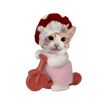 猫meme动态表情包​​​